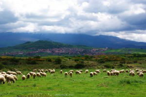 Pecore a Maletto