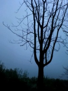 ALBERO (i)