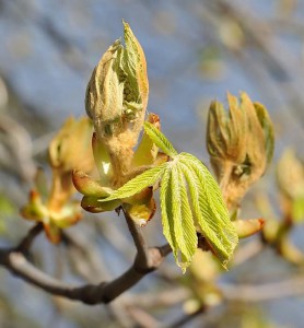 Chestnut bud immagine 2