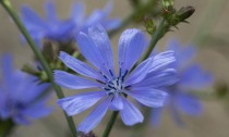 Chicory immagine 1