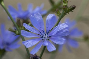 Chicory immagine 1