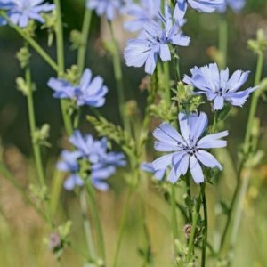 Chicory immagine 2