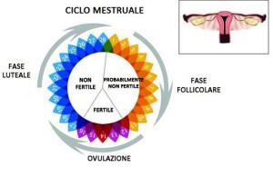 Ciclo-mestruale 2