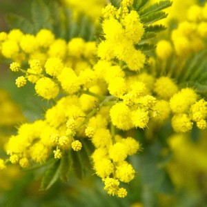 La-Mimosa