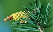 Pine 1 (1)