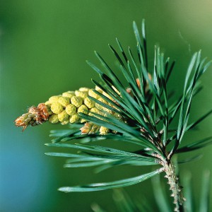 Pine 1 (1)