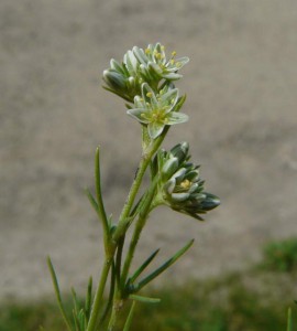 Dipartimento di Scienze della Vita, Università di Trieste - Progetto Dryades - Picture by Andrea Moro - Vácrátót, Giardino botanico, Institute of Ecology and Botany of the Hungarian Academy of Sciences.,  Ungheria, - Image licensed under a Creative Commons Attribution Non Commercial Share-Alike 3.0 License