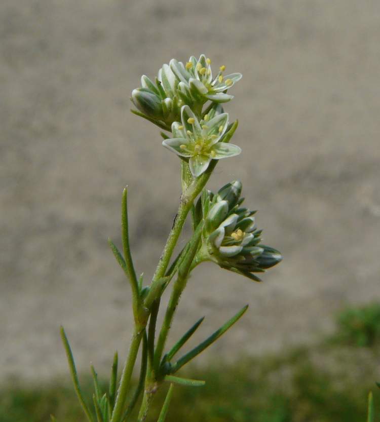 Dipartimento di Scienze della Vita, Università di Trieste - Progetto Dryades - Picture by Andrea Moro - Vácrátót, Giardino botanico, Institute of Ecology and Botany of the Hungarian Academy of Sciences.,  Ungheria, - Image licensed under a Creative Commons Attribution Non Commercial Share-Alike 3.0 License