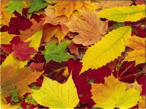 autumn-leaves-backgrounds-new-york-pictures