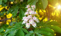 White horse-chestnut (Conker tree, Aesculus hippocastanum) blossoming flowers on branch with green leaves background.