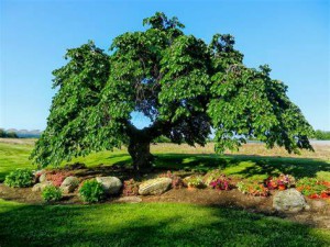 immagine 1 ELM