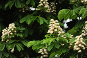 Blooming chestnut tree