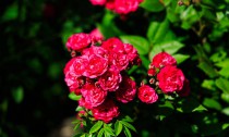 Vibrant pink roses grow abundantly in a lush garden surrounded by deep green leaves. Sunlight highlights their rich colors creating a cheerful atmosphere in the afternoon.