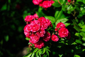 Vibrant pink roses grow abundantly in a lush garden surrounded by deep green leaves. Sunlight highlights their rich colors creating a cheerful atmosphere in the afternoon.