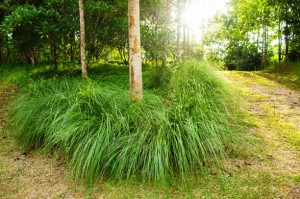 Fresh Green Vetiver grass bush in orchard under warm summer evening light. Vetver grass good for prevent landslide and restore to fertile soil.